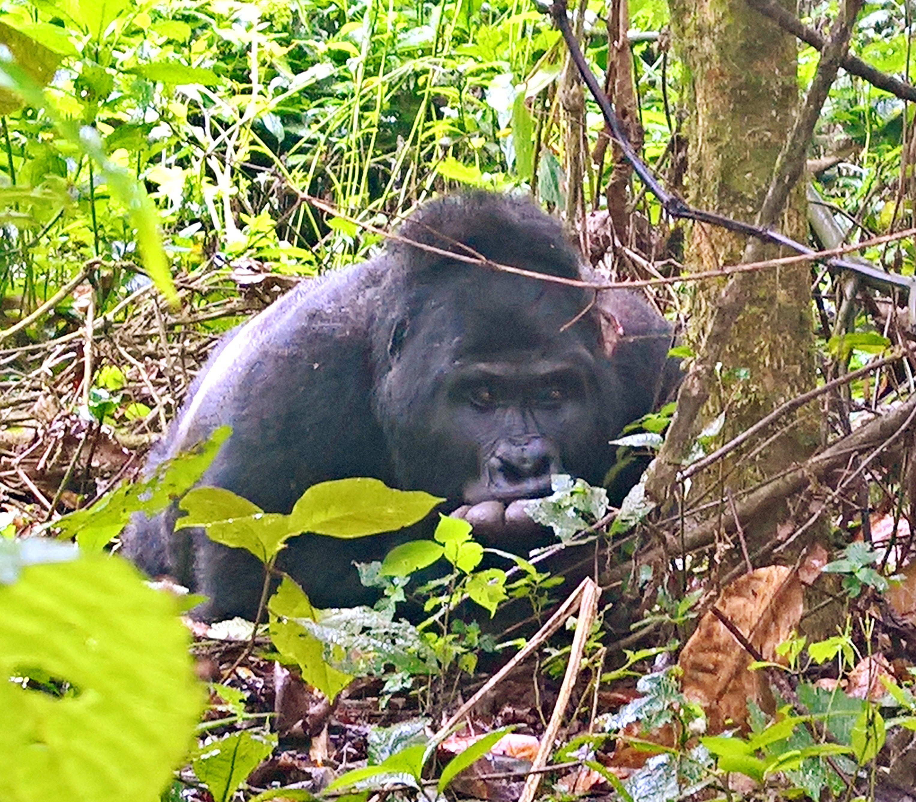 Gorille des montagnes (Mountain gorilla, Gorilla beringei beringei), mâle à dos argenté blessé suite à un combat au cours duquel son fils a pris la dominance de son groupe, Bwindi Impenetrable Forest National Park, Ouganda.